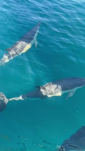 Photo from customer review